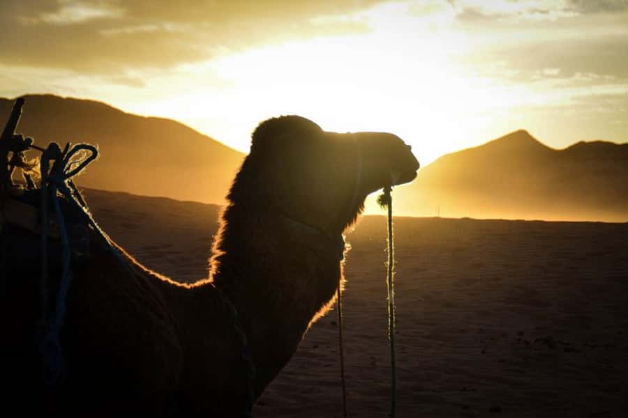 From Marrakech: 2-Day Desert Excursion - Key points before you book