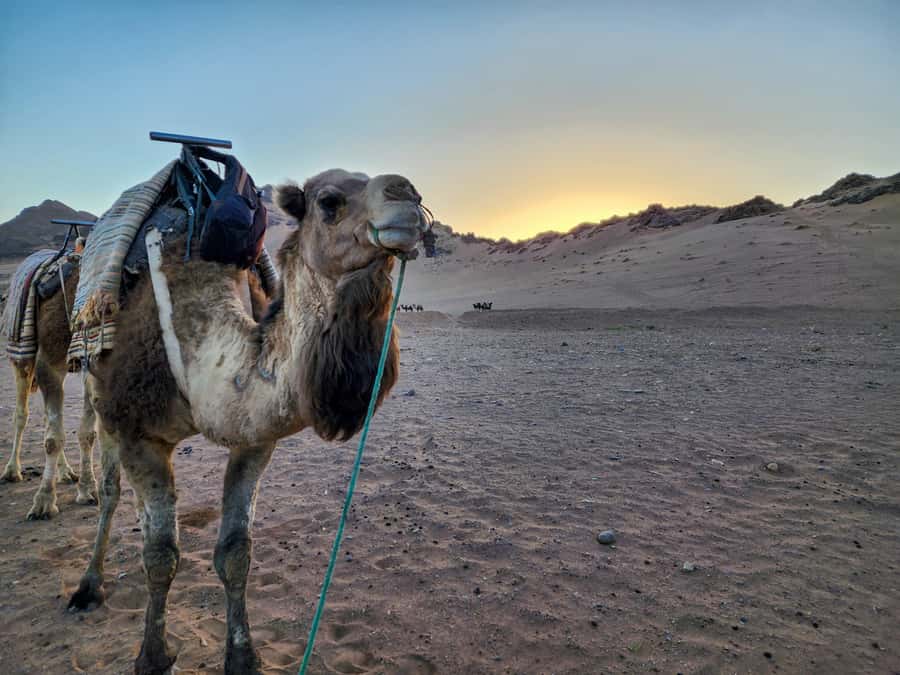 From Marrakech: 2-Days luxurious experience to Zagora Desert - Sunset by camel in Zagora’s rocky desert