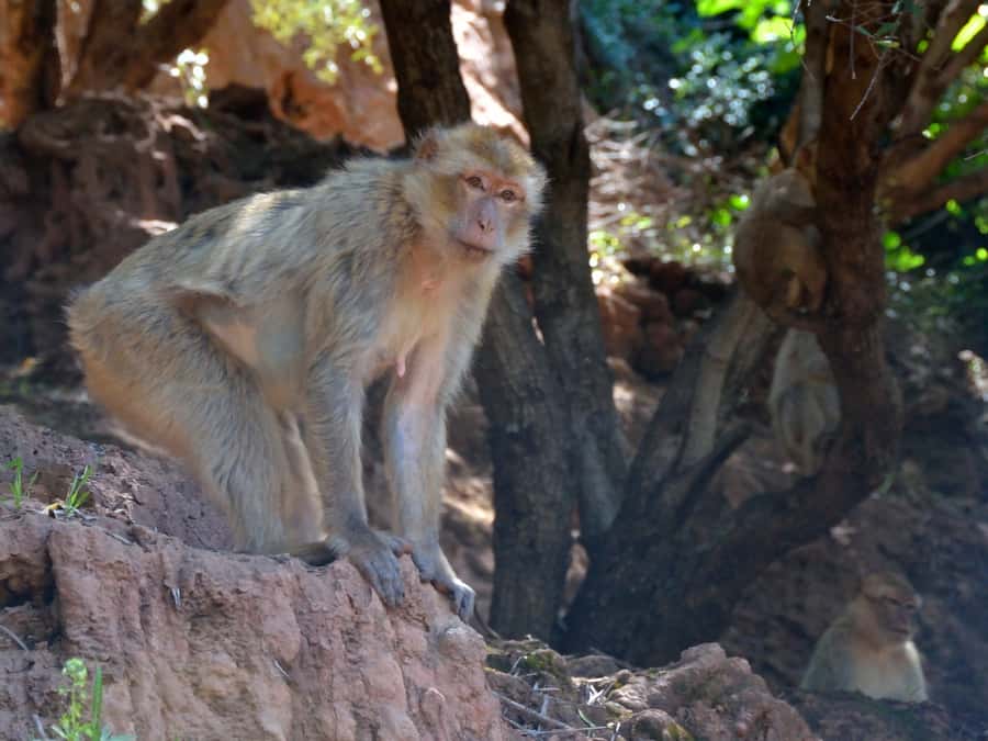 From Marrakech: A day Trip to Ouzoud waterfalls - Key points to know before booking