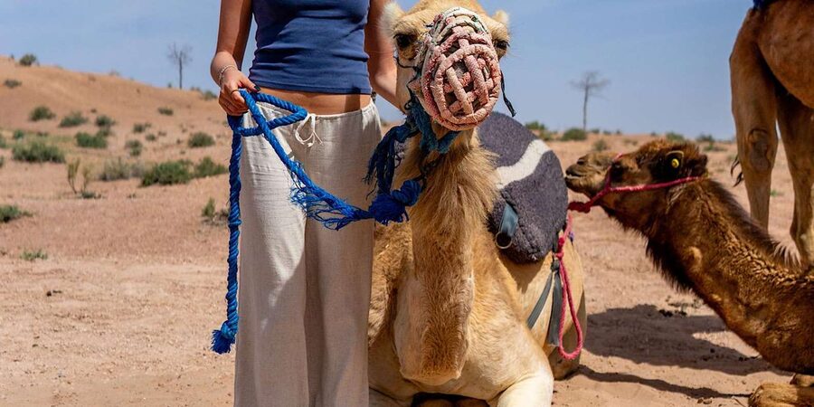 From Marrakech: Agafay Sunset Camel Tour with Dinner & Show - How the $27 Price Holds Up