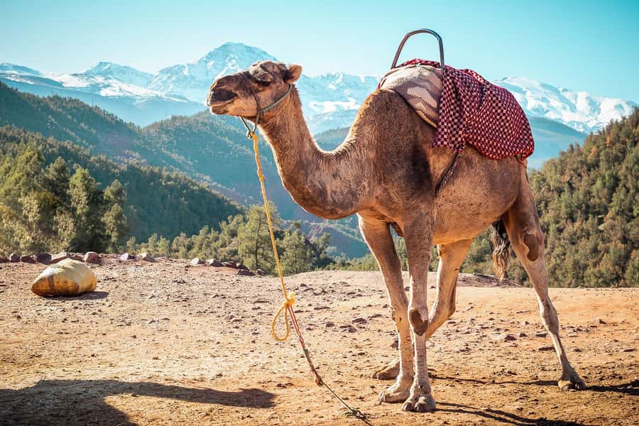 From Marrakech: Atlas Mountains Full-Day Hiking Trip w Lunch - Is This $26 Excursion a Good Buy?