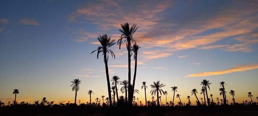 From Marrakech: Camel ride in the oasis palmeraie Grove - Timing, comfort, and practical advice