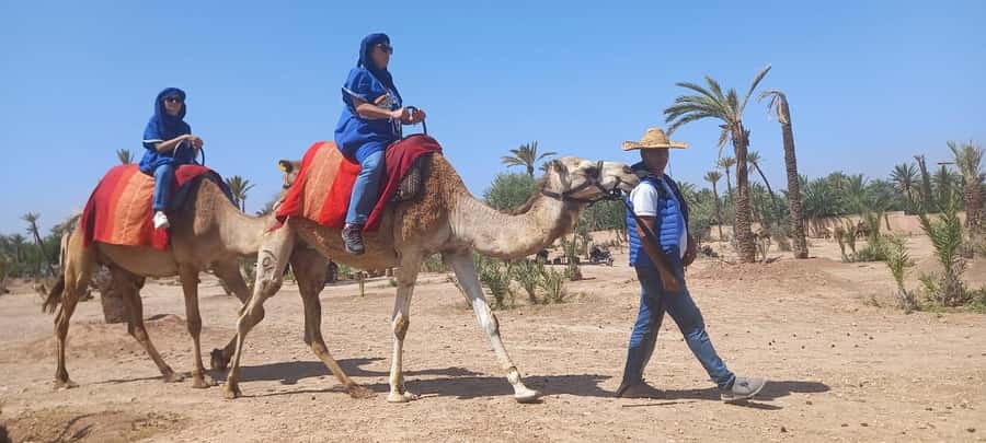 From Marrakech: Camel ride in the oasis palmeraie Grove - What the Palmeraie setting is really like