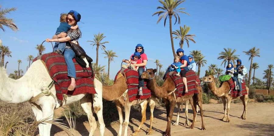 From Marrakech: Camel ride in the oasis palmeraie Grove - One hour above the palms