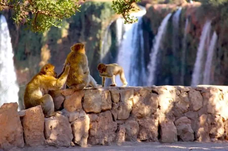 From Marrakech: Day Tour to Ouzoud Waterfalls - Pickup in Marrakech and the shared minibus