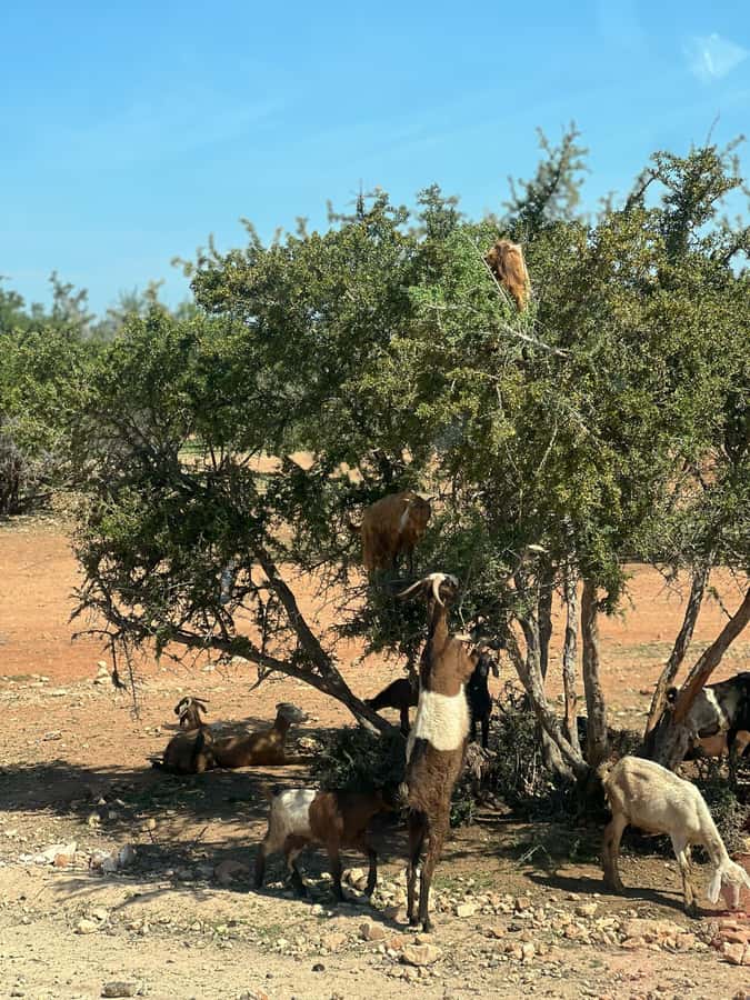 From Marrakech: Day Trip to Essaouira with Transfers - The argan forest and the women’s cooperative