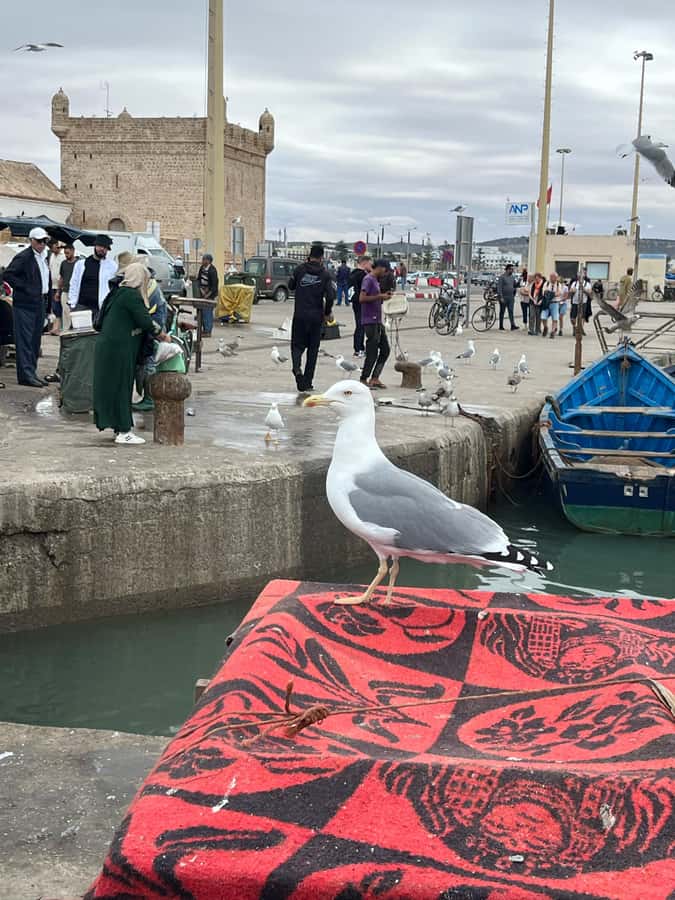 From Marrakech: Day Trip to Essaouira with Transfers - The port, fresh fish, and a practical lunch plan