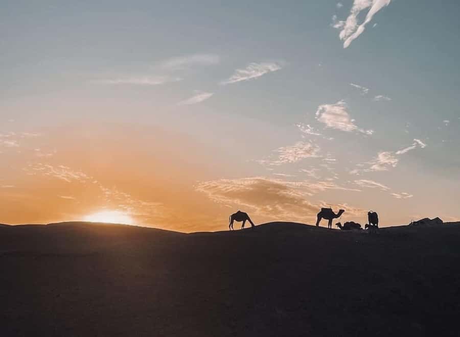 From Marrakech: Dinner show in Agafay Desert & Sunset Quad - Camel riding for about 30 minutes