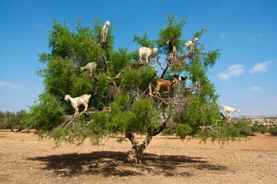 Essaouira & Atlantic Coast Full-Day Trip