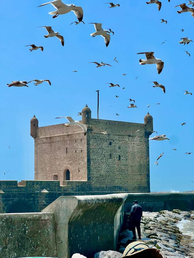 From Marrakech: Essaouira Coastal City Day Trip - Harbor fish, seafood, and the Atlantic beach