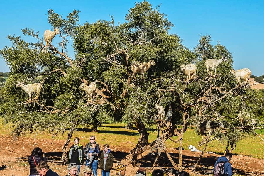 From Marrakech: Essaouira Day Tour with Optional Activities - Why Essaouira makes a good escape from Marrakech