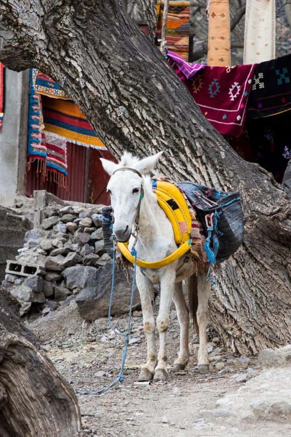 From Marrakech: Full-Day in the Atlas Mountains with Lunch - Why the lunch stop is the heart of the day