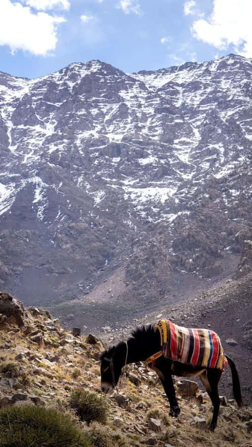 From Marrakech: Full-Day in the Atlas Mountains with Lunch - Returning downhill to the vehicle