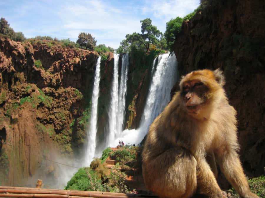 From Marrakech: Guided Ouzoud Waterfalls Tour with Boat Ride - Monkeys, mills, orchards, and natural pools