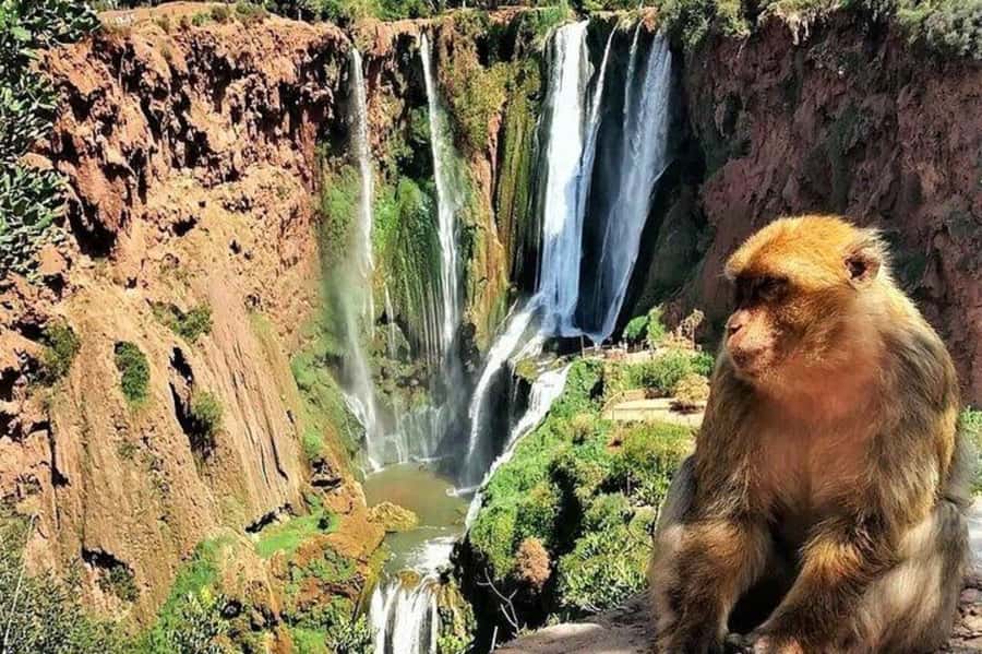 From Marrakech: Guided Ouzoud Waterfalls Tour with Boat Ride - Lunch overlooking the waterfall