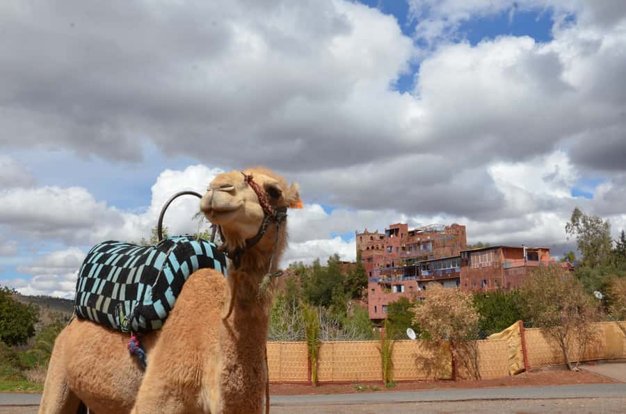 From Marrakech: Ourika Valley Day Trip with Lunch - What to bring and who should book