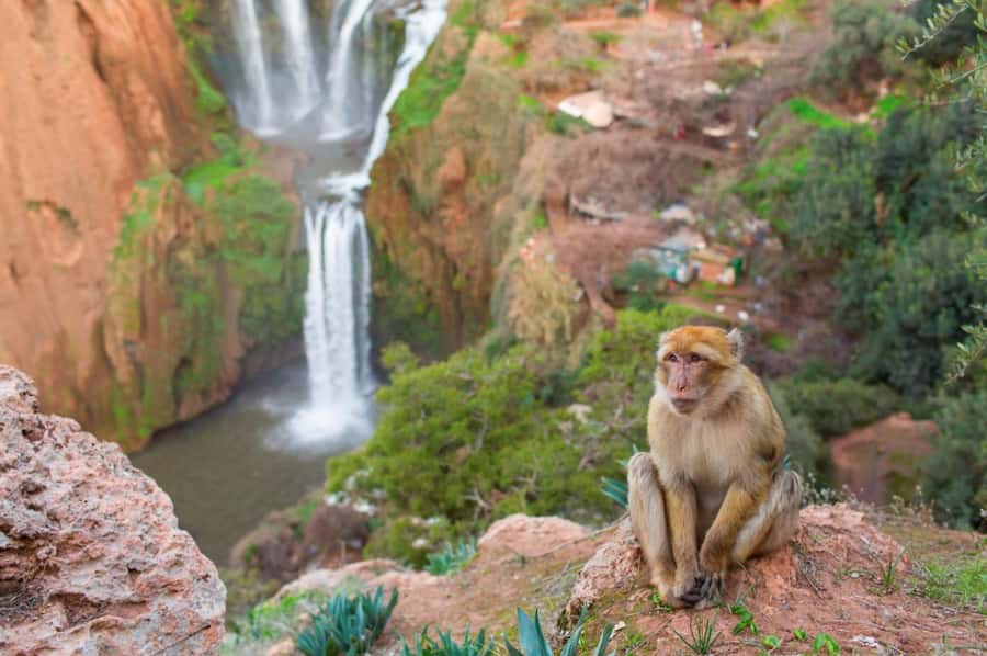 From Marrakech: Ouzoud Waterfalls Guided Hike and Boat Tour - Advice for a comfortable day
