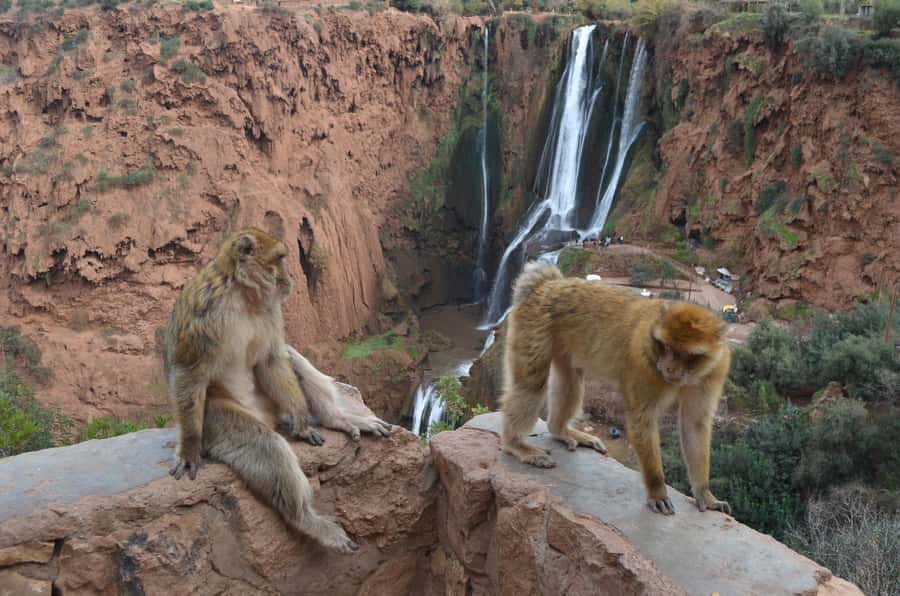 From Marrakech: Ouzoud Waterfalls Guided Hike and Boat Tour - The optional boat ride below the falls