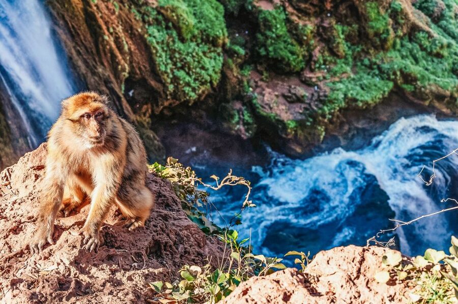 From Marrakech: Ouzoud Waterfalls Guided Hike and Boat Trip - Who will enjoy this day most