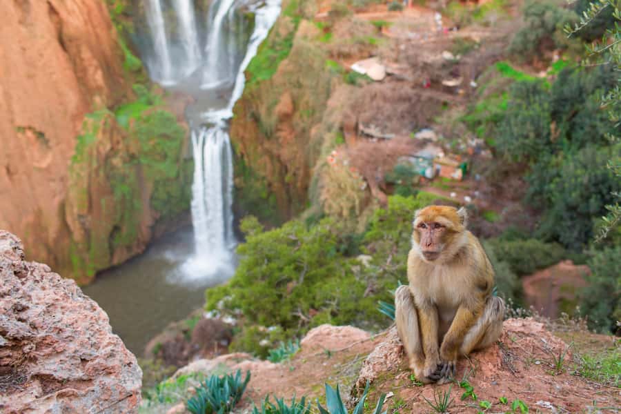 From Marrakech: Ouzoud Waterfalls Guided Tour and Boat Ride - Reaching the falls after three hours
