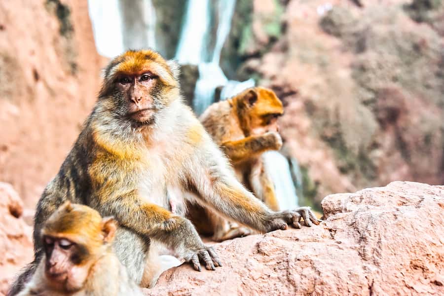 From Marrakech: Ouzoud Waterfalls Guided Tour & Boat Ride - Barbary macaques in the olive trees