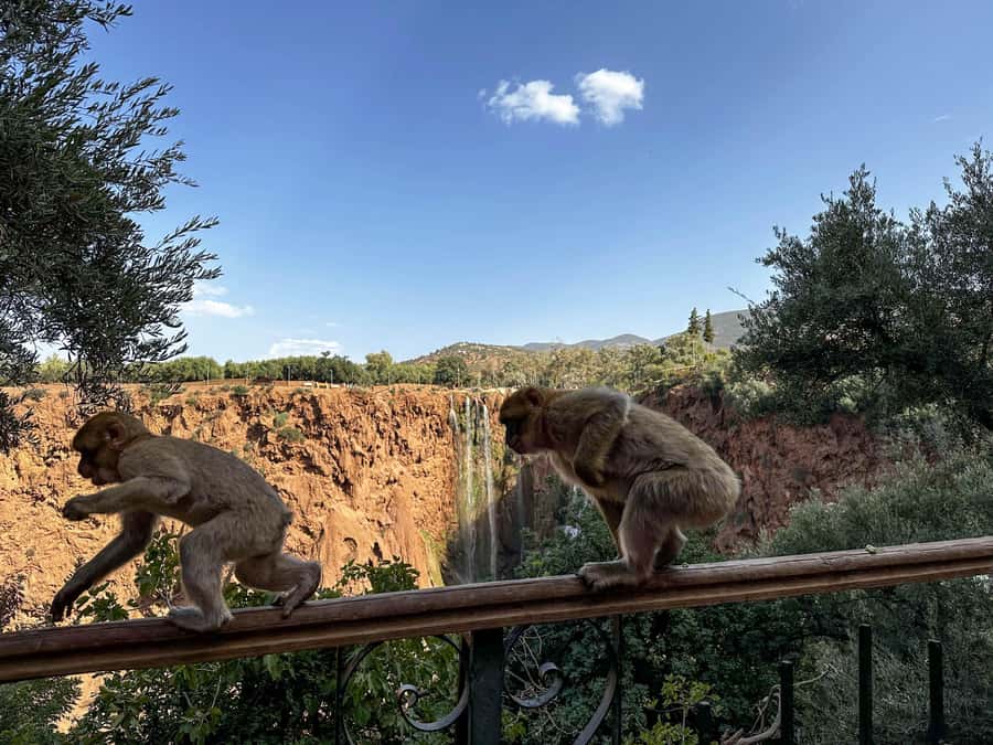 From Marrakech: Ouzoud Waterfalls Guided Trip with Boat Ride - Monkeys, Photo Stops, And Local Life