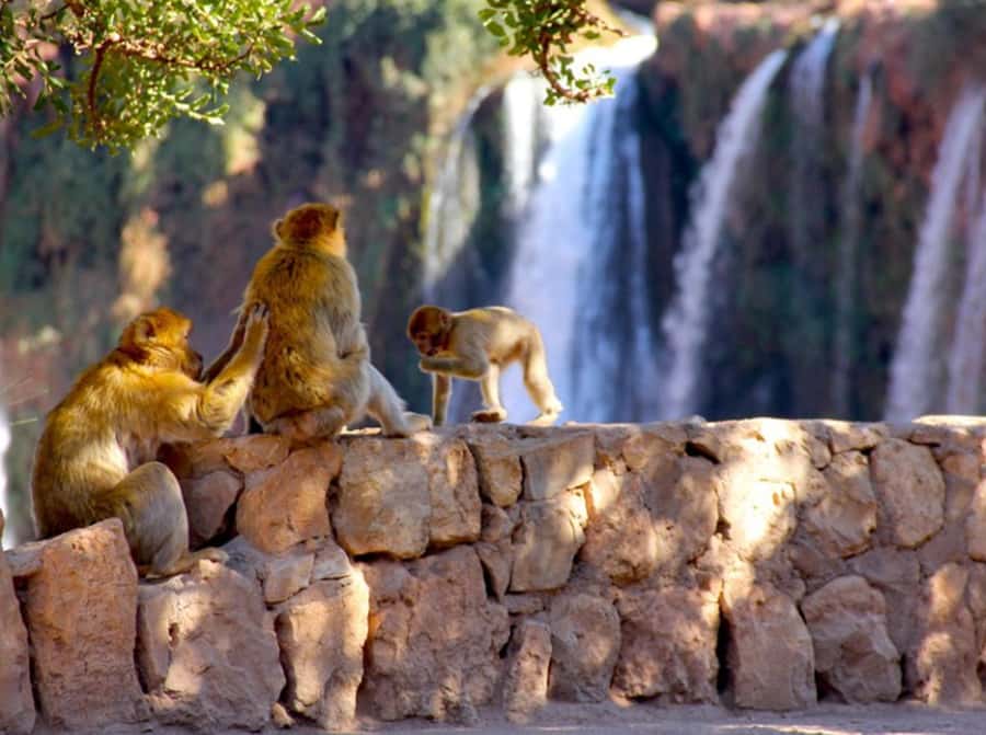 From Marrakech: Private Ouzoud Falls & Boat Ride Day Trip - Key points to know before booking