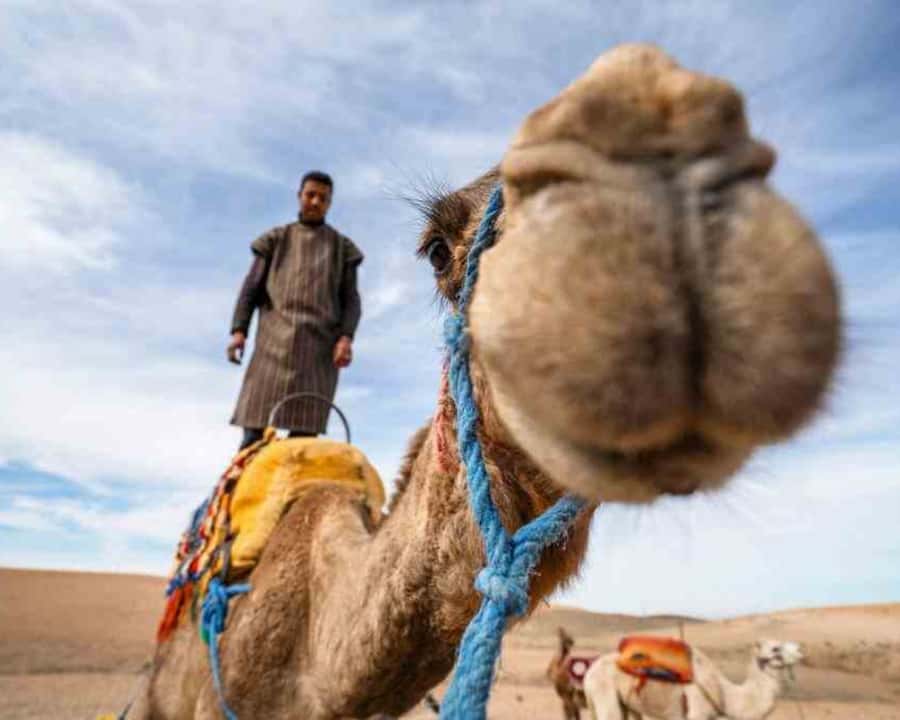 From Marrakech: Sunset Camel Ride in the Agafay Desert - Reaching the plateau before sunset