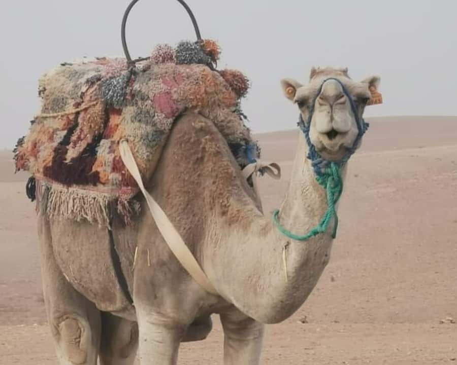 From Marrakech: Sunset Camel Ride in the Agafay Desert - What the $45 price really covers