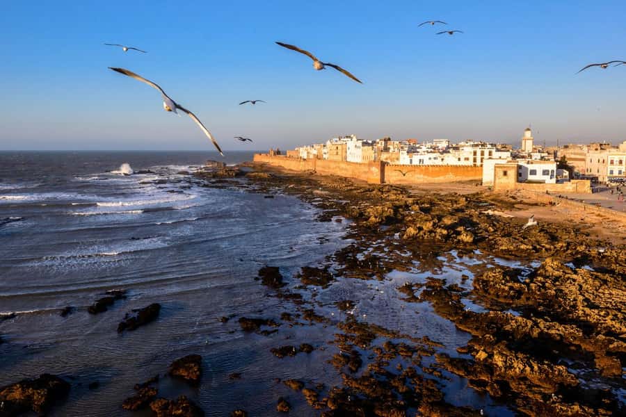 From Marrakech To Essaouira Mogador Full Day Trip Smallgroup - The argan trees and the women’s cooperative