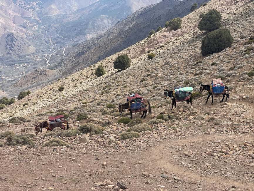 From Marrakech: Trek to Atlas Mountains, Full-Day Trip Lunch - Transport, group size, and daily rhythm