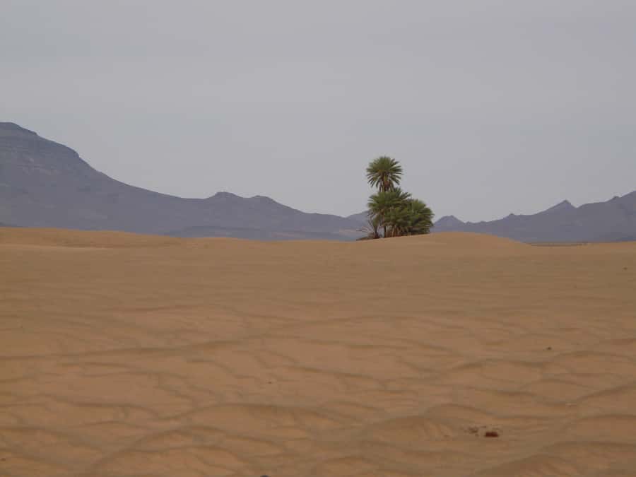 From Marrakesh: 2-Day Desert Zagoura Tour - The camel ride into Zagora’s dunes