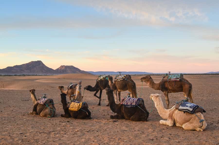 From Marrakesh: 2-Day Desert Zagoura Tour - What the $159 price really buys you