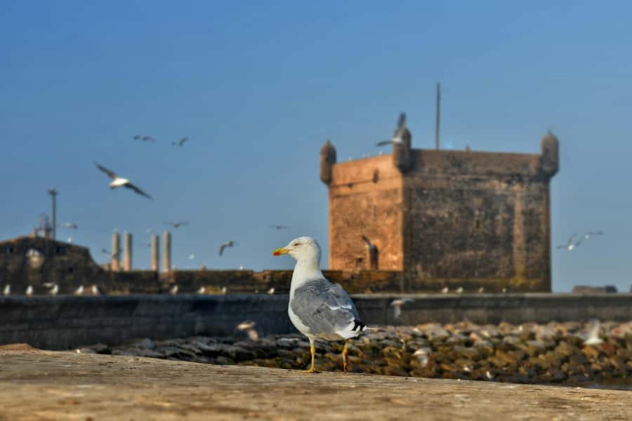 From Marrakesh: Small Group To Essaouira With Opt Activities - Is $10 really good value?