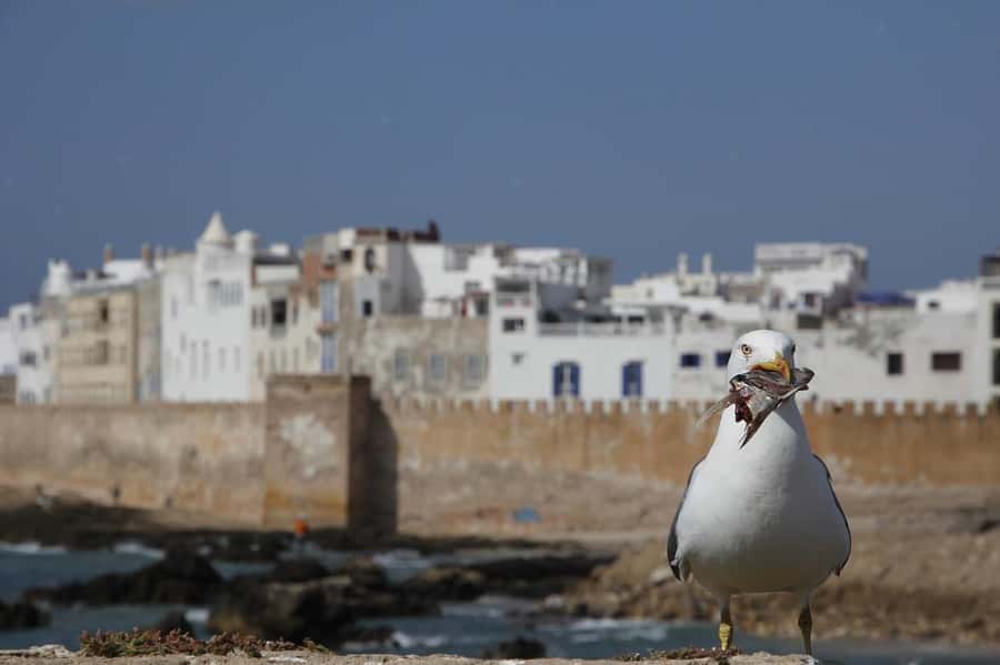From Marrakesh: Small Group To Essaouira With Opt Activities - The port, seafood, and ocean-facing cannons