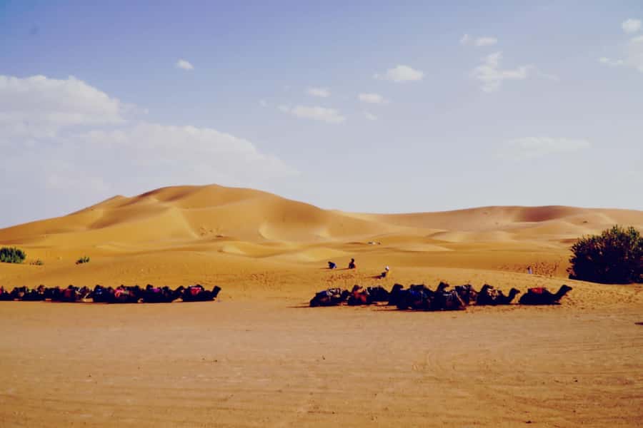 From Merzouga: Desert Overnight in Heated Tent & Camel Ride - Camel riding toward the gold dunes