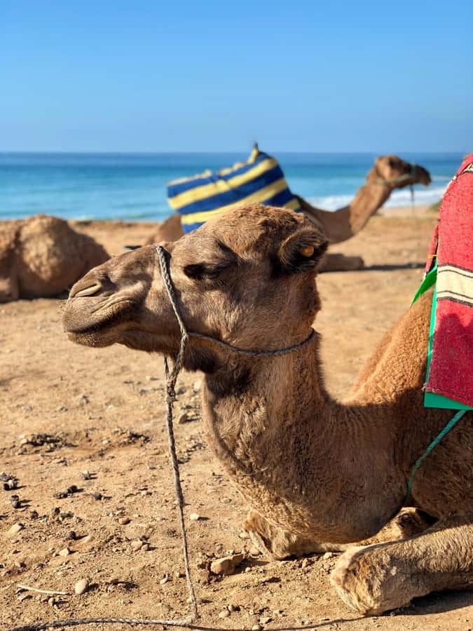 From Tangier: Asilah Tour with Tea Tasting & Camel Ride - Cap Spartel and the Atlantic view