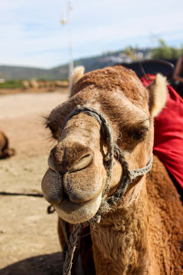 From Tangier: Cap Spartel and Hercules Cave with Camel Ride - Who should book this coastal outing?
