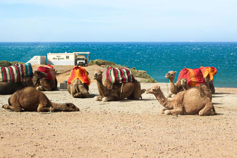 From Tangier: Full-Day Tangier, Asilah, & Cape Spartel Tour - Who will enjoy this day most