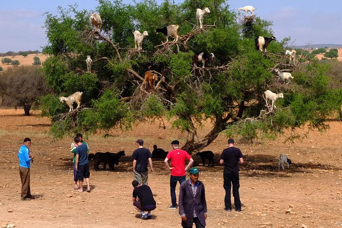 Full-Day Essaouira Excursion from Agadir - Why Essaouira makes a good day trip from Agadir