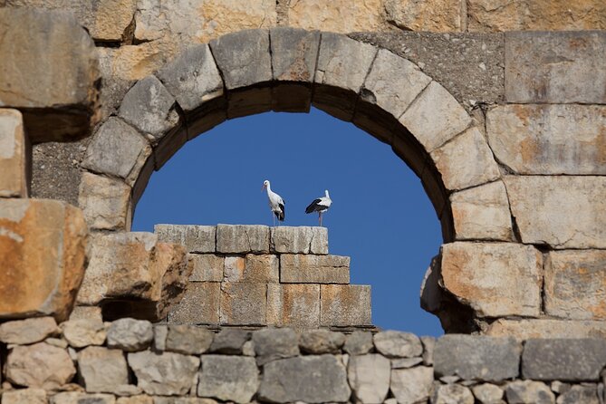 Full-Day Historical Tour to Meknes Volubilis and Moulay Idriss - What transport-only really means here