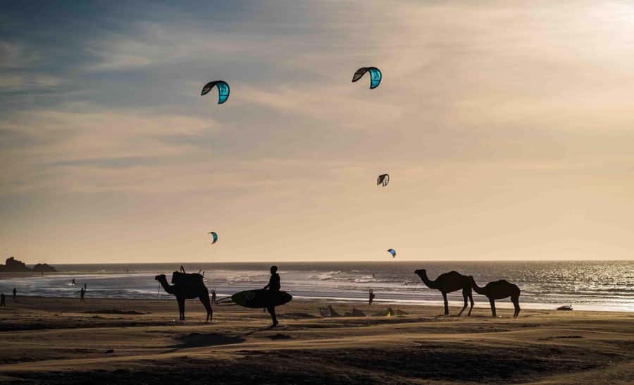 Full Day Trip From Marrakech To Essaouira - Who should book this day trip?