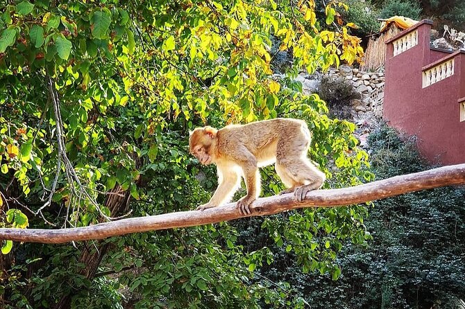 Half Day Tour From Marrakech to the Atlas Mountains & Ourika Valley - Who should book this excursion?