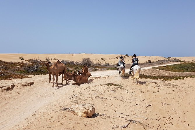 Horse Ride on the Beach in Essaouira - Choosing a horse and learning the basics