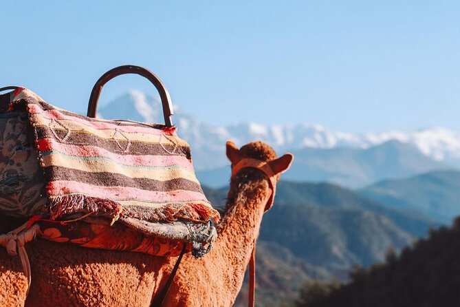 Lunch in the High Atlas: Ourika Valley Waterfalls & 3 Valleys - The camel ride at sunset