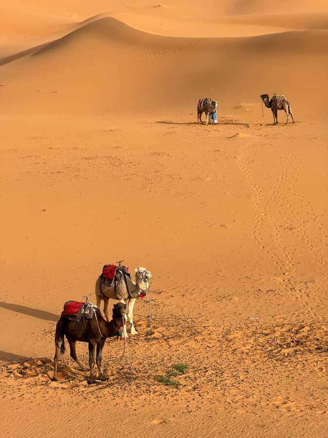 Majestic Desert: 3-Day Luxury Journey from Marrakech to Fes - Who should book this Moroccan desert route?