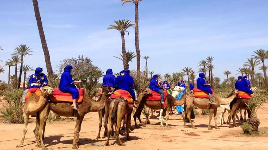 Marrakech : 1-Hour Camel Ride Through the Palm Grove - Key points to know before you book