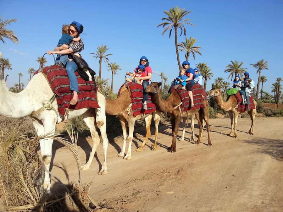 Marrakech : 1-Hour Camel Ride Through the Palm Grove - My verdict on the 1-hour Palmeraie ride