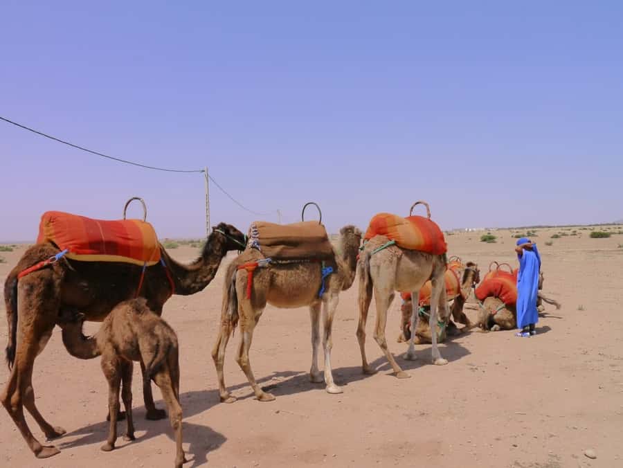 Marrakech : 1-Hour Camel Ride Through the Palm Grove - A closer look at the transport and timing
