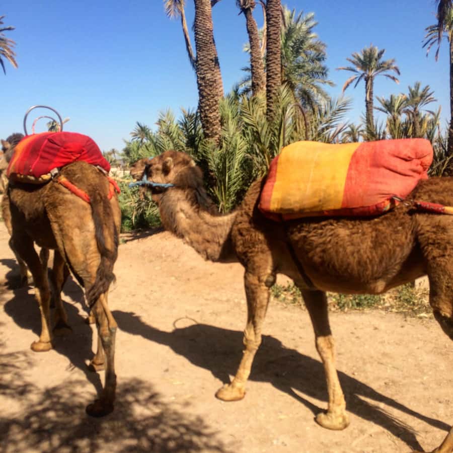 Marrakech : 1-Hour Camel Ride Through the Palm Grove - Is $35 good value?